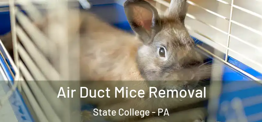  Air Duct Mice Removal State College - PA